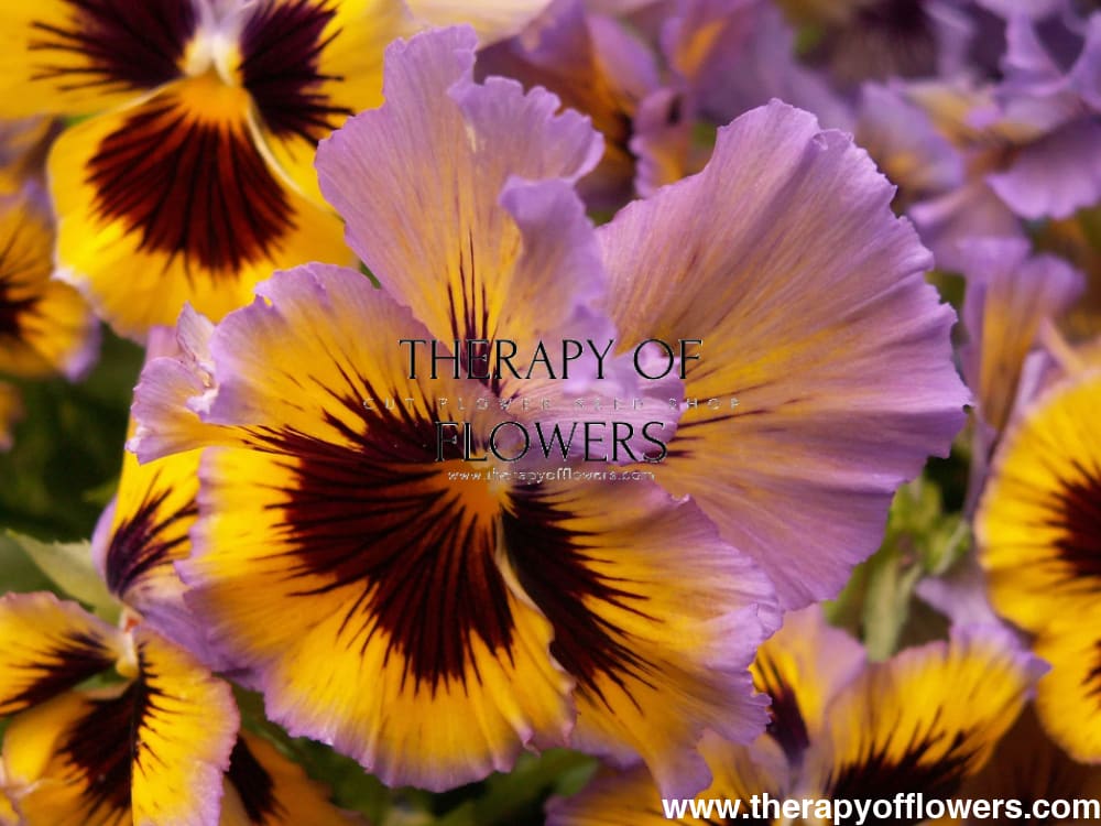 Viola x wittrockiana Frizzle Sizzle Lemonberry therapyofflowers.com