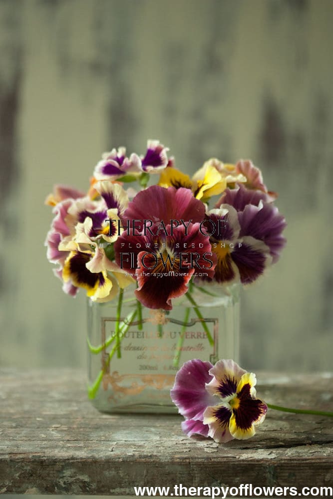 Viola x wittrockiana Frizzle Sizzle Lemonberry therapyofflowers.com