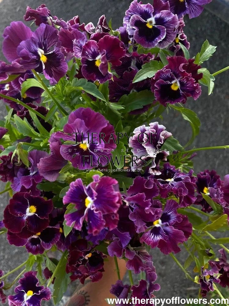 Viola x wittrockiana Frizzle Sizzle Raspberry therapyofflowers.com