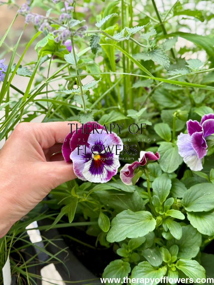 Viola x wittrockiana Frizzle Sizzle Raspberry therapyofflowers.com