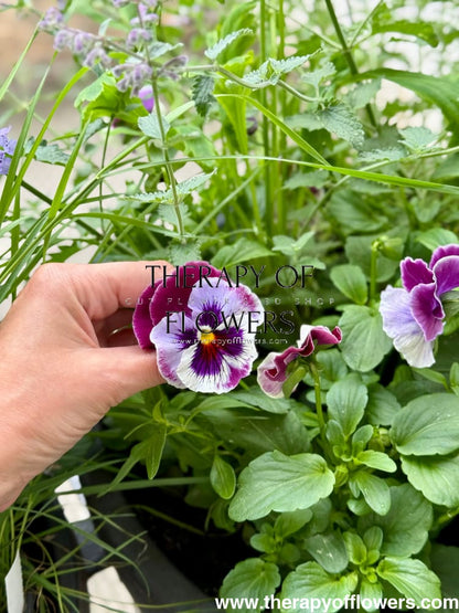 Viola x wittrockiana Frizzle Sizzle Raspberry therapyofflowers.com