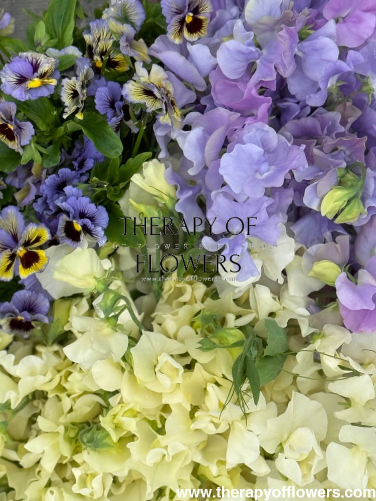 Viola x wittrockiana Frizzle Sizzle Yellow Blue Swirl therapyofflowers.com