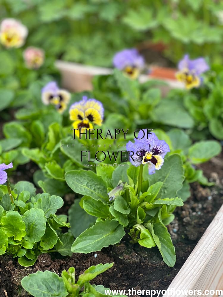 Viola x wittrockiana Frizzle Sizzle Yellow Blue Swirl therapyofflowers.com