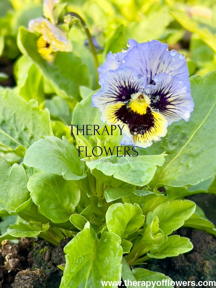 Viola x wittrockiana Frizzle Sizzle Yellow Blue Swirl therapyofflowers.com