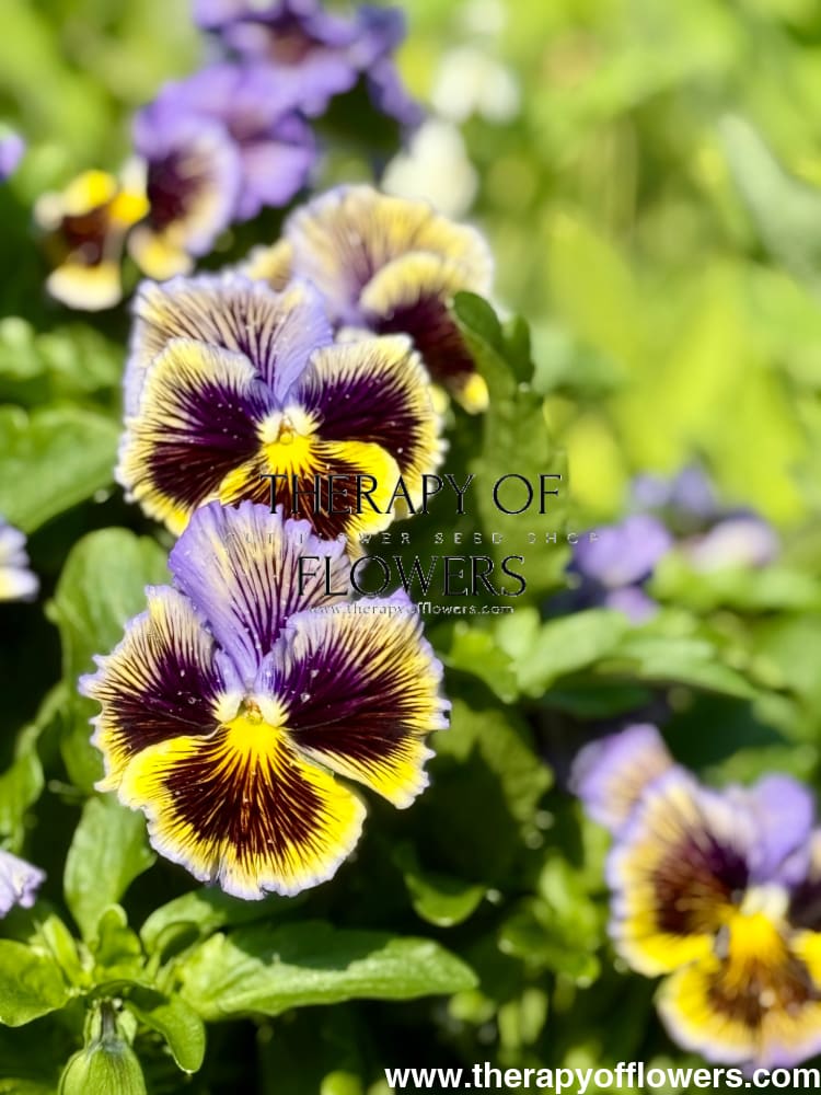 Viola x wittrockiana Frizzle Sizzle Yellow Blue Swirl therapyofflowers.com