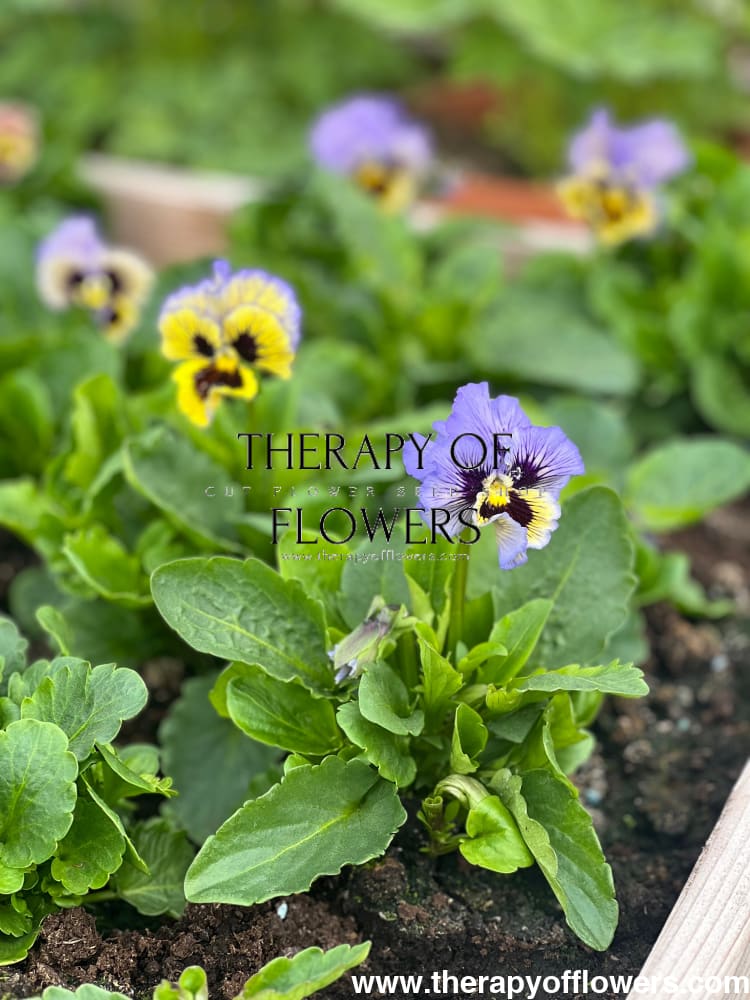 Viola x wittrockiana Frizzle Sizzle Yellow Blue Swirl therapyofflowers.com