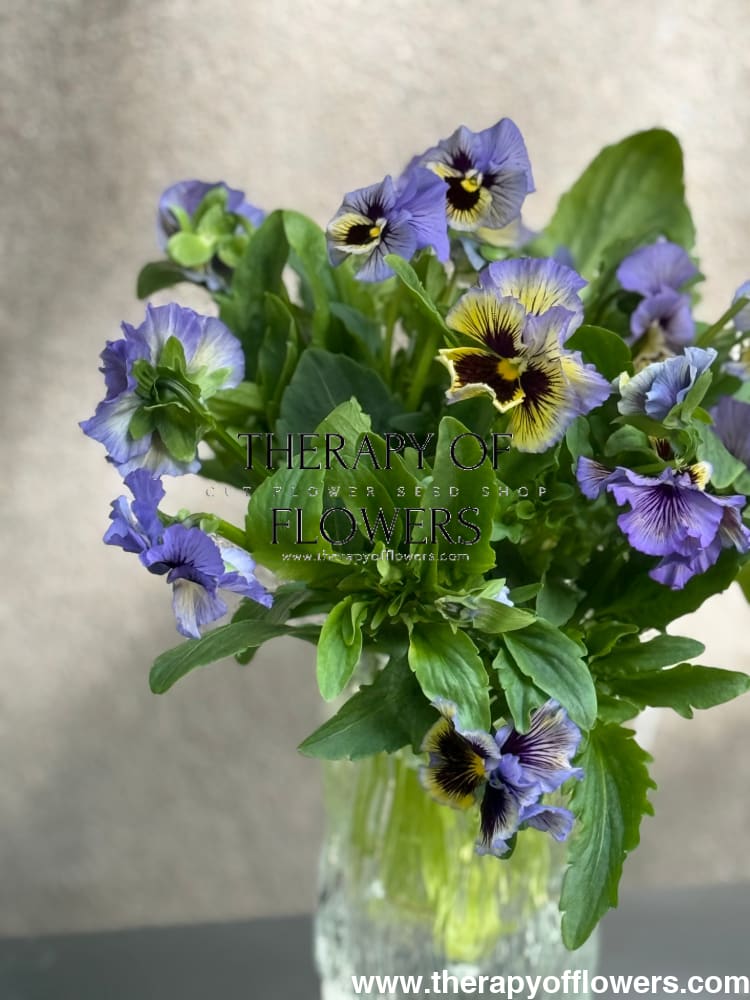 Viola x wittrockiana Frizzle Sizzle Yellow Blue Swirl therapyofflowers.com