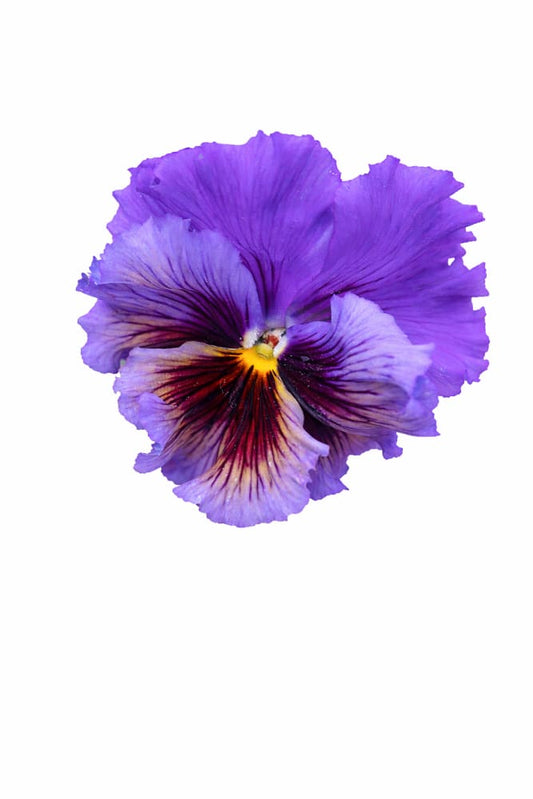 Viola x wittrockiana Frizzle Sizzle Yellow Blue Swirl | Pansy - 20 seeds / 15 - 20cm - seeds