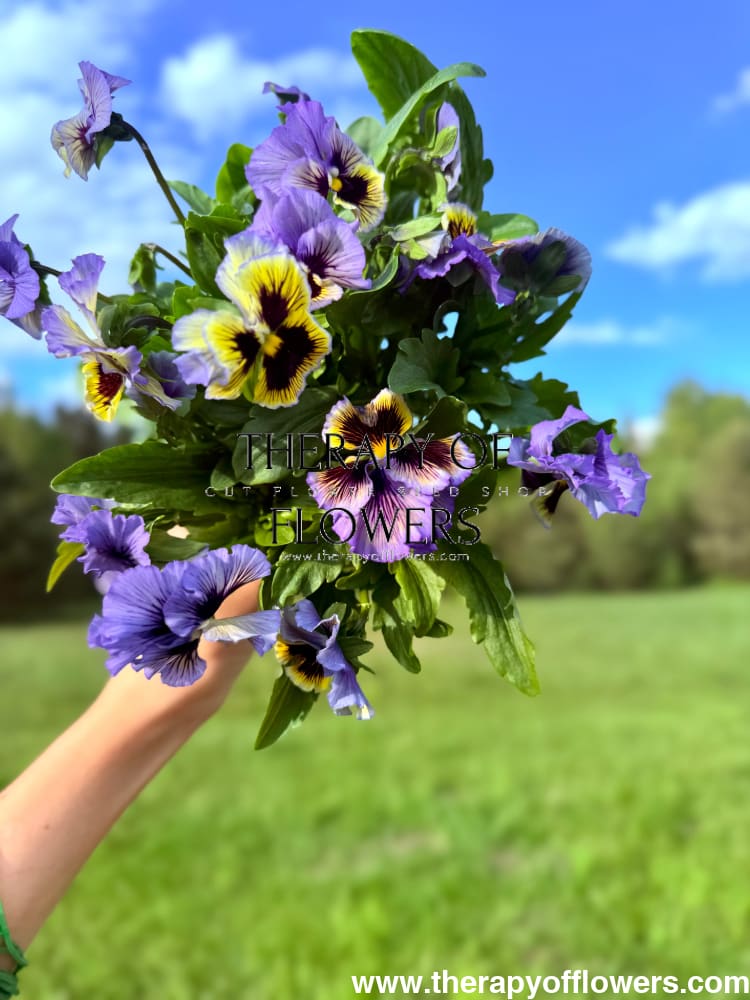 Viola x wittrockiana Frizzle Sizzle Yellow Blue Swirl therapyofflowers.com