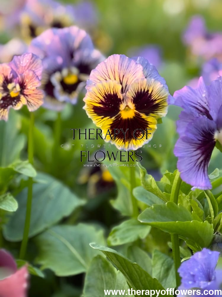 Viola x wittrockiana Frizzle Sizzle Yellow Blue Swirl therapyofflowers.com