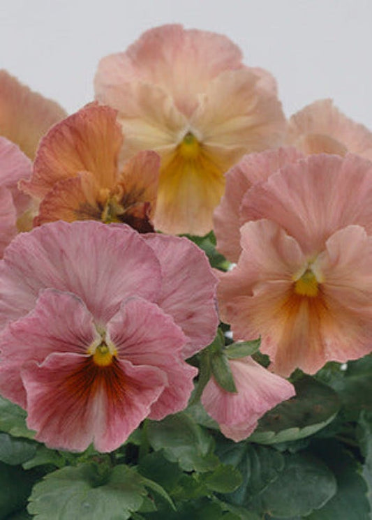 Viola x wittrockiana mperial™ Antique Shades F1 | Pansy therapyofflowers.com