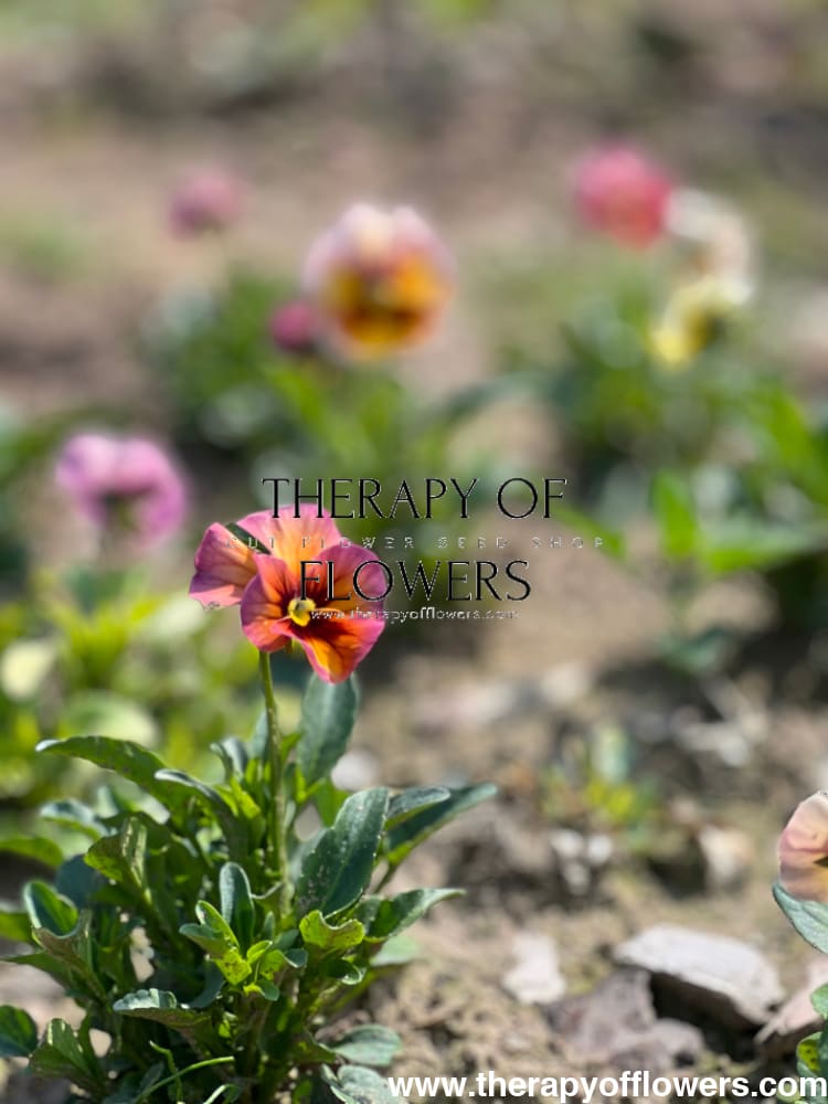 Viola x wittrockiana Imperial™ Antique Shades F1 | Pansy therapyofflowers.com