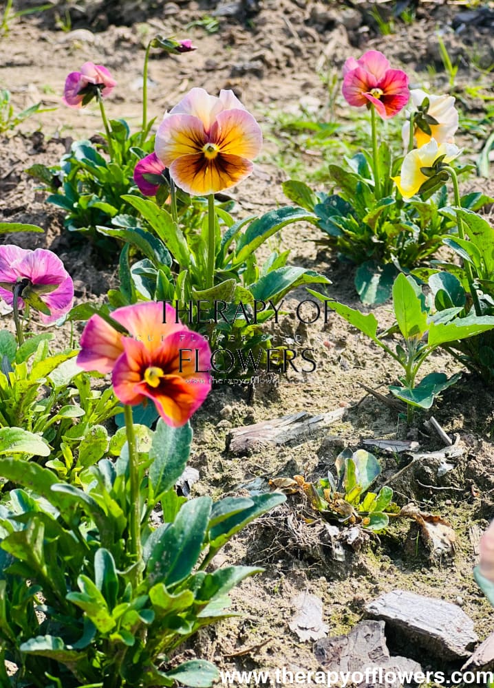 Viola x wittrockiana Imperial™ Antique Shades F1 | Pansy therapyofflowers.com