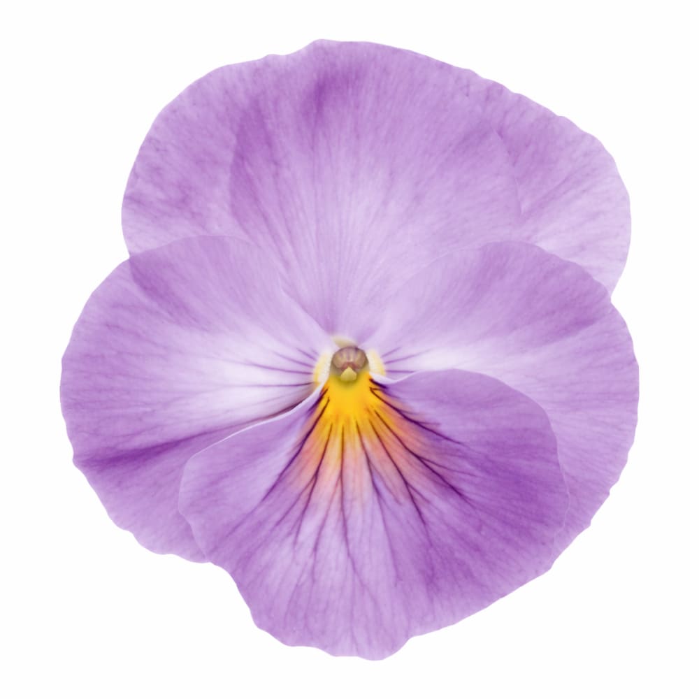Viola x wittrockiana Inspire® Lavender Pink F1 | Pansy therapyofflowers.com