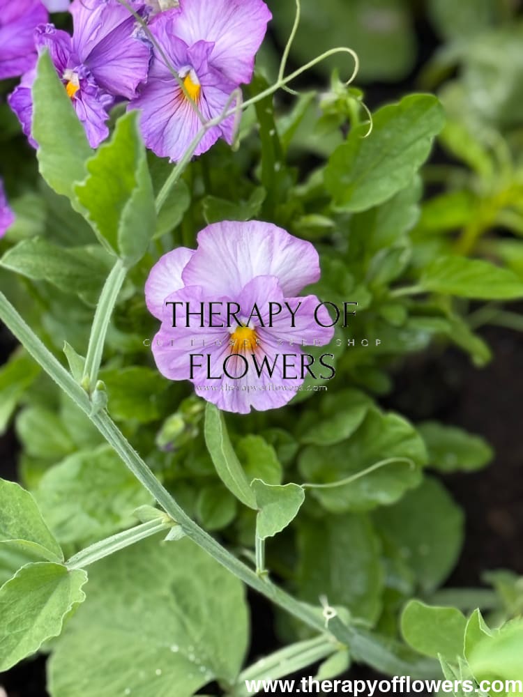 Viola x wittrockiana Inspire® Lilac Shades F1 | Spring or Autumn Pansy therapyofflowers.com