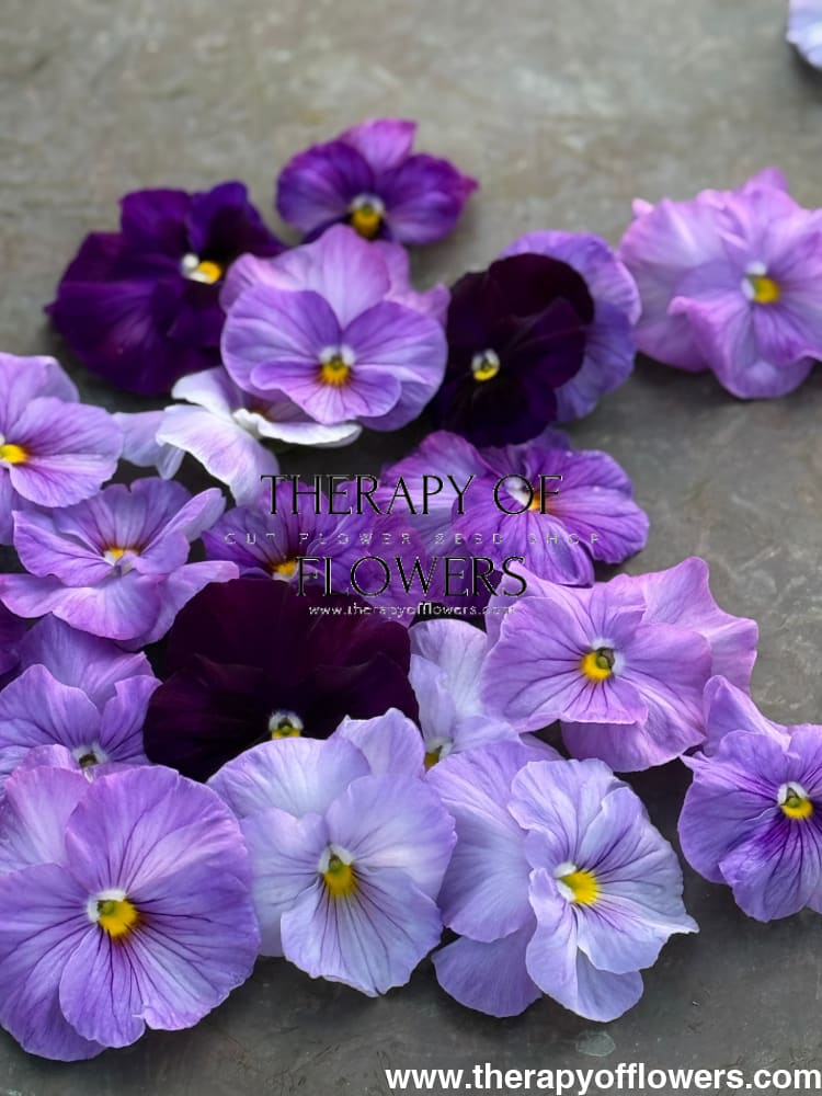 Viola x wittrockiana Inspire® Lilac Shades F1 | Spring or Autumn Pansy therapyofflowers.com