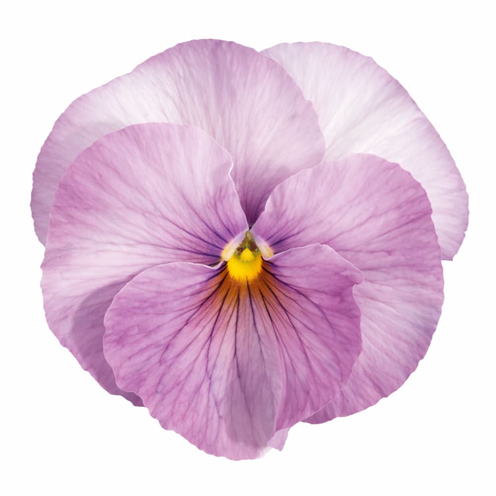 Viola x wittrockiana 'Inspire® Lilac Shades' | Early Blooming