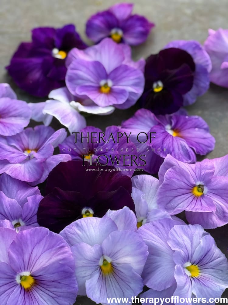 Viola x wittrockiana Inspire® Lilac Shades F1 | Spring or Autumn Pansy therapyofflowers.com