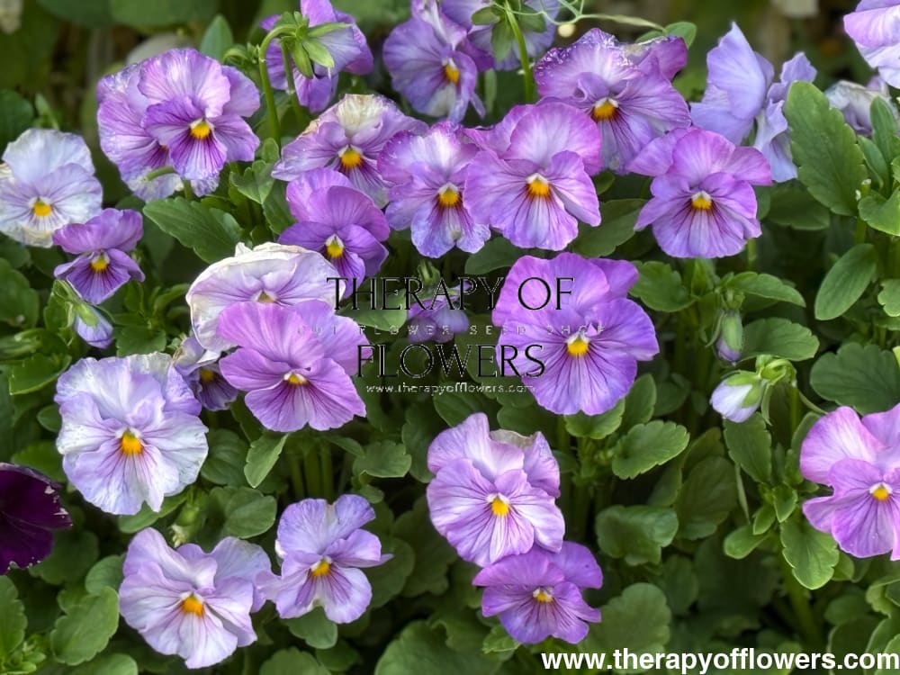 Viola x wittrockiana Inspire® Lilac Shades F1 | Spring or Autumn Pansy therapyofflowers.com