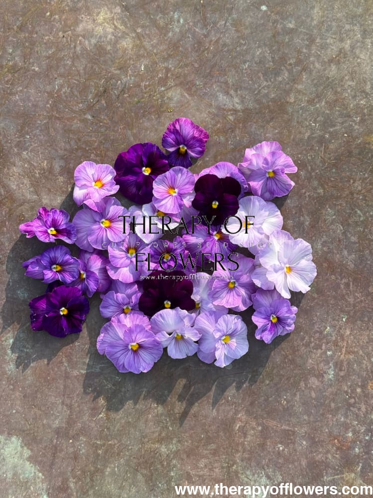 Viola x wittrockiana Inspire® Lilac Shades F1 | Spring or Autumn Pansy therapyofflowers.com