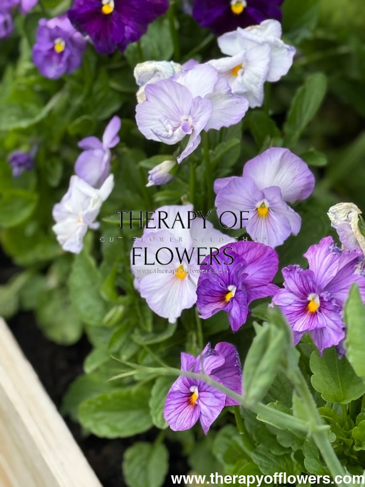 lavanda バイカラーロゴフラワーロンT Viola wittrockiana F₁ Highflyer™ Light Violet Shades | Benary