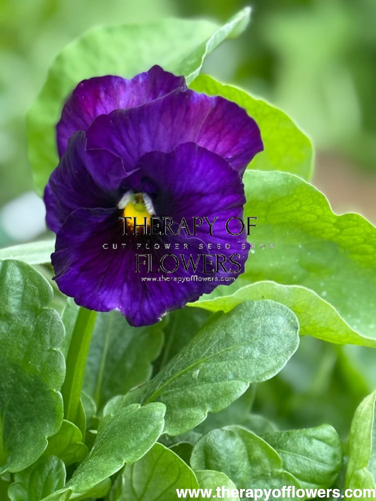 Viola x wittrockiana Inspire® Plus Lavender Blotch Shades | Spring