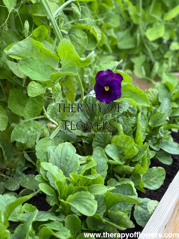 Viola x wittrockiana Inspire® Lilac Shades F1 | Spring or Autumn Pansy therapyofflowers.com