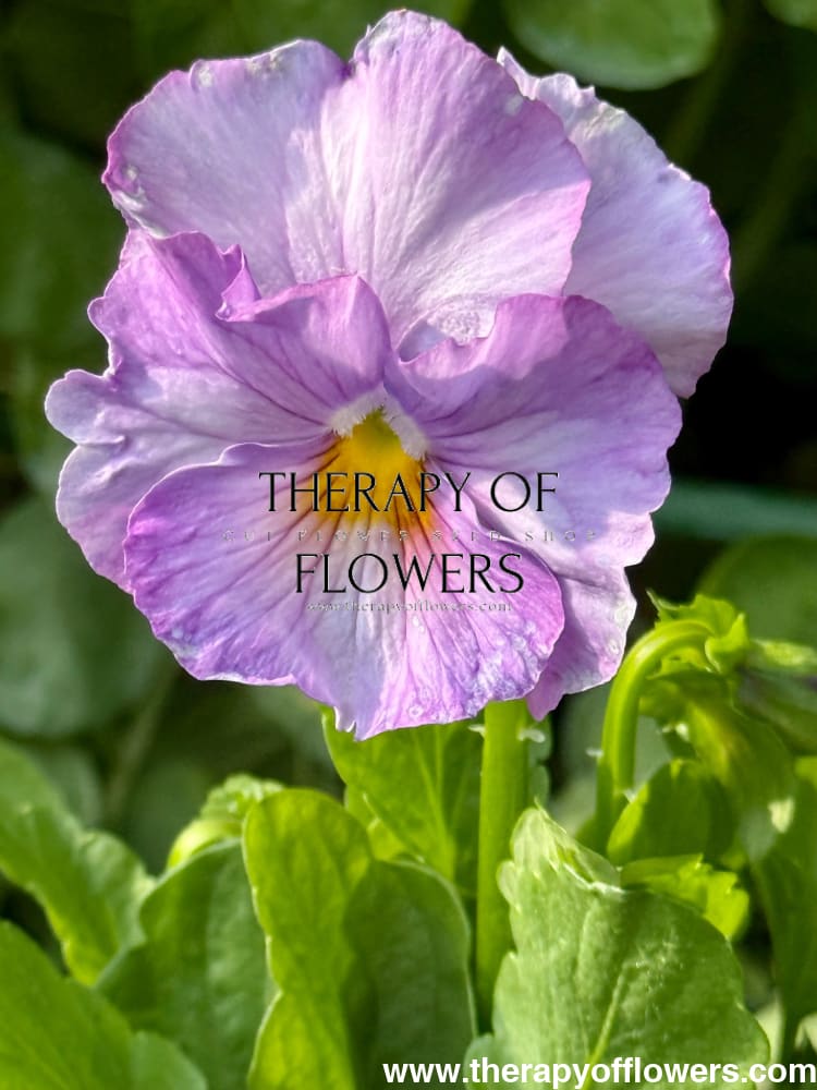 Viola x wittrockiana Inspire® Plus Lavender Blotch Shades | Spring or Autumn Pansy therapyofflowers.com