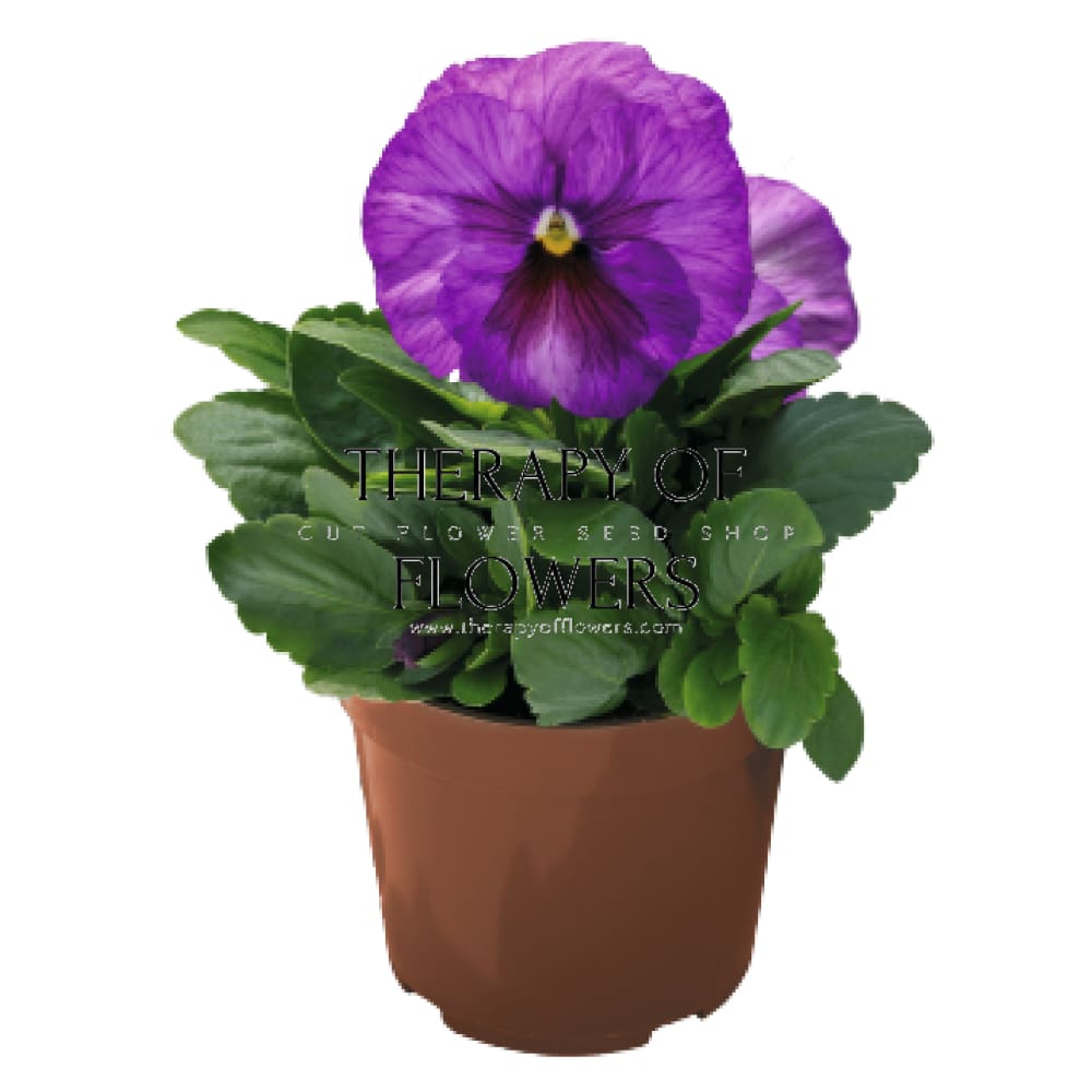 Viola x wittrockiana Inspire® Plus Lavender Blotch Shades | Spring or Autumn Pansy therapyofflowers.com