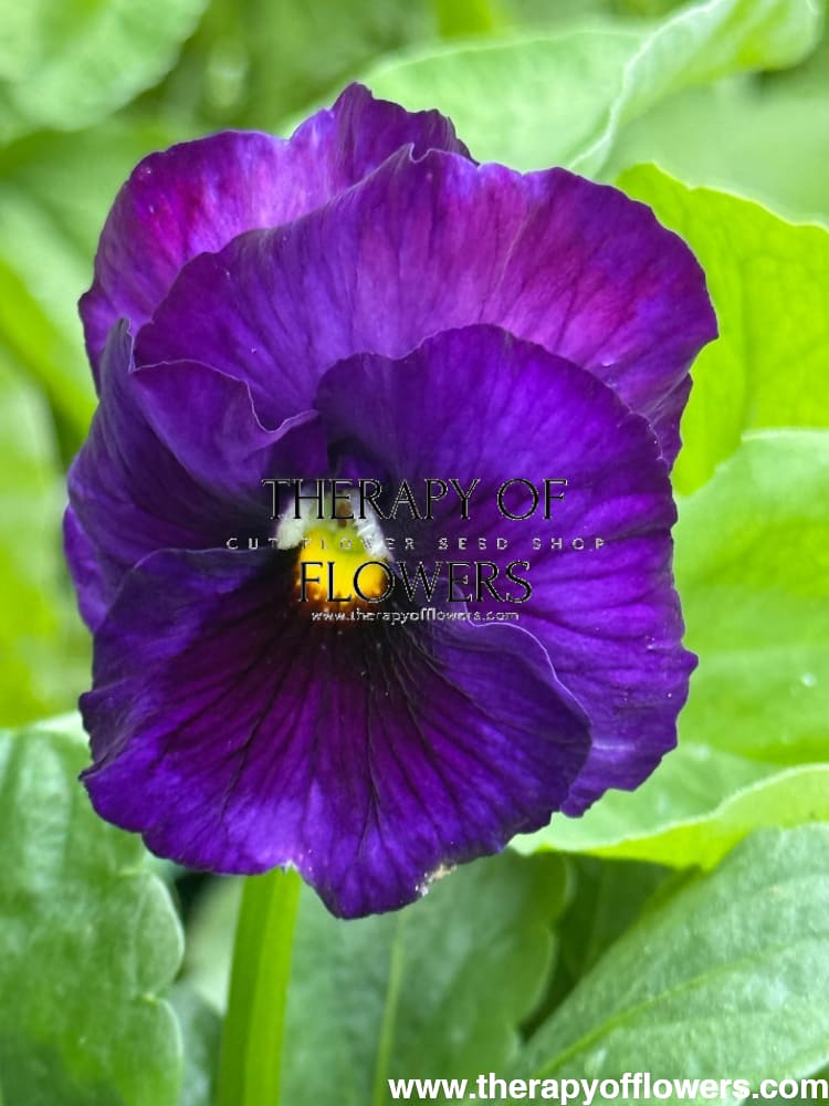 Viola x wittrockiana Inspire® Lilac Shades F1 | Spring or Autumn Pansy therapyofflowers.com