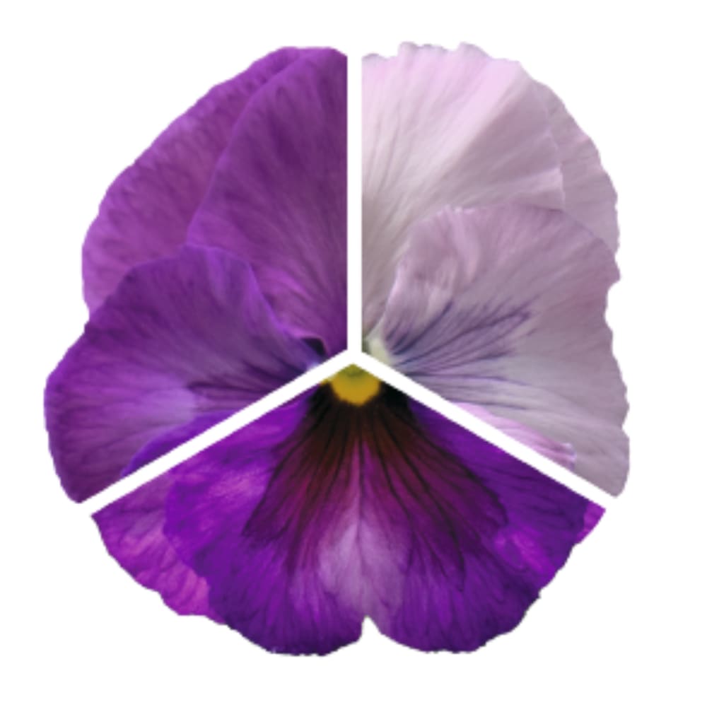 Viola x wittrockiana Inspire® Plus Lavender Blotch Shades | Spring or Autumn Pansy therapyofflowers.com