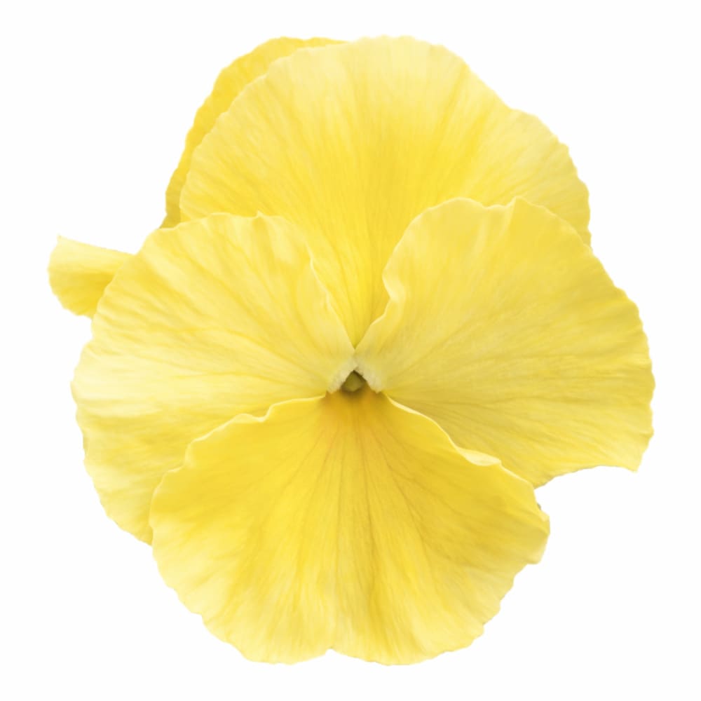 Viola x wittrockiana Inspire® Plus Lemon F1 | Spring or Autumn Pansy therapyofflowers.com