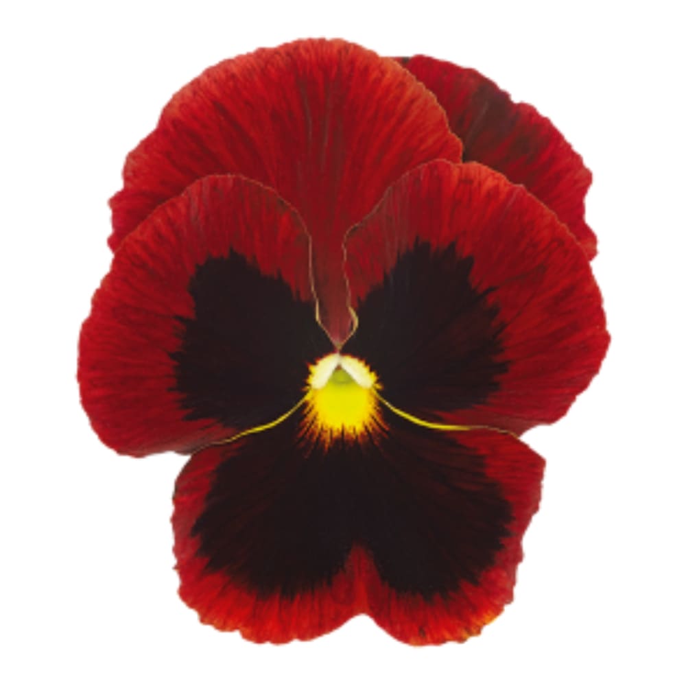 Viola x wittrockiana Inspire® Plus Red Blotch  | Spring or Autumn Pansy therapyofflowers.com