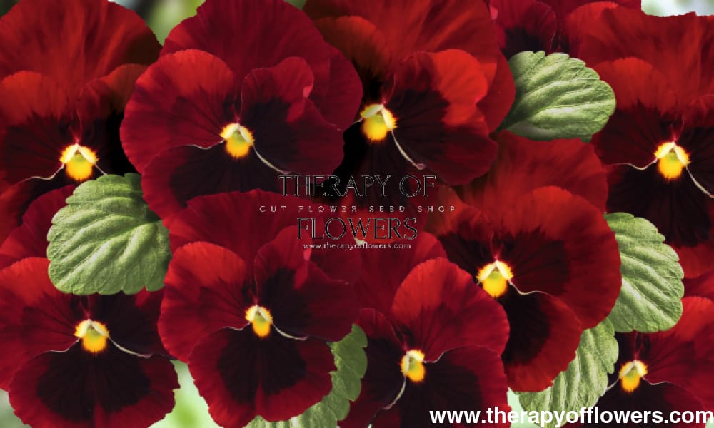 Viola x wittrockiana Inspire® Plus Red Blotch  | Spring or Autumn Pansy therapyofflowers.com