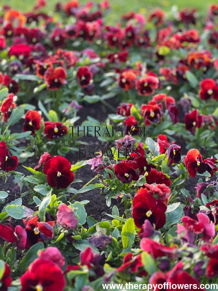 Viola x wittrockiana Inspire® Plus Red Blotch  | Spring or Autumn Pansy therapyofflowers.com