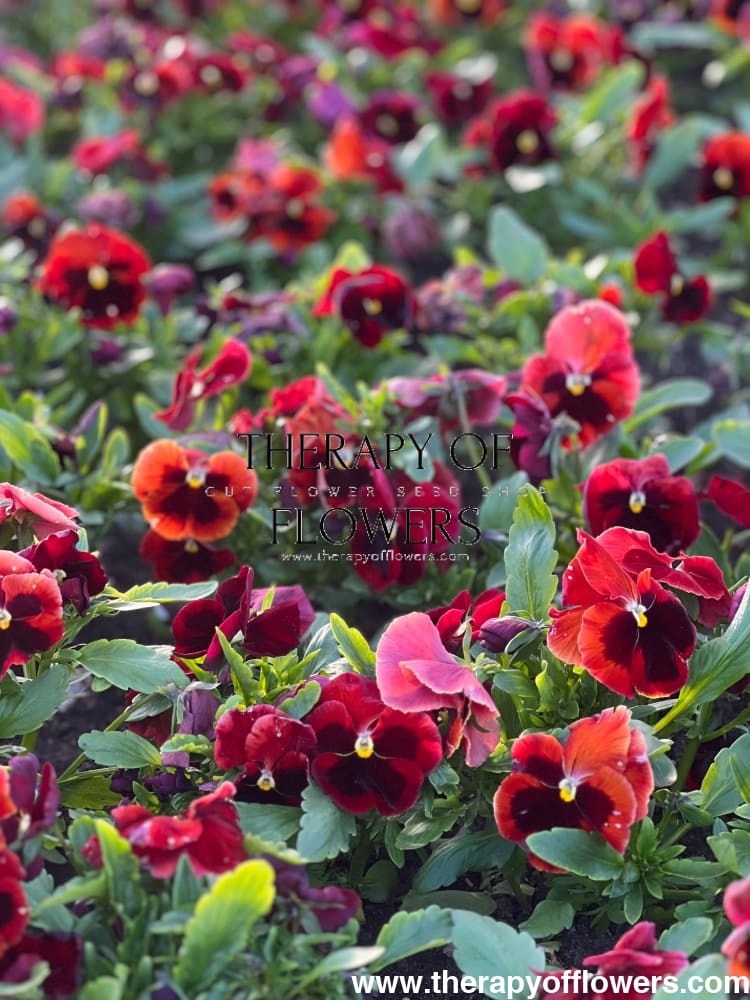 Viola x wittrockiana Inspire® Plus Red Blotch  | Spring or Autumn Pansy therapyofflowers.com