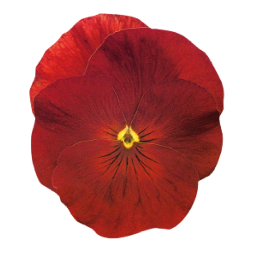 Viola x wittrockiana Inspire® Plus Scarlet | Spring or Autumn Pansy therapyofflowers.com