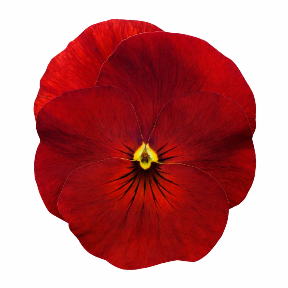 Viola x wittrockiana Inspire® Plus Scarlet | Spring & Autumn Pansy ...