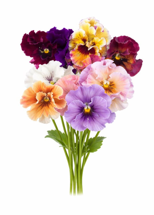 Viola x wittrockiana Moulin Rouge Mixed F1 | Pansy - 25 seeds / 20–25 cm / Burgundy, yellow, purple, and hints of soft