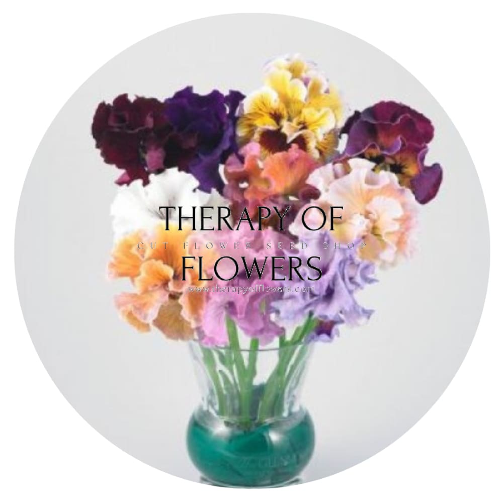Viola x wittrockiana Moulin Rouge Mixed F1 | Pansy – Enchanting Ruffled ...