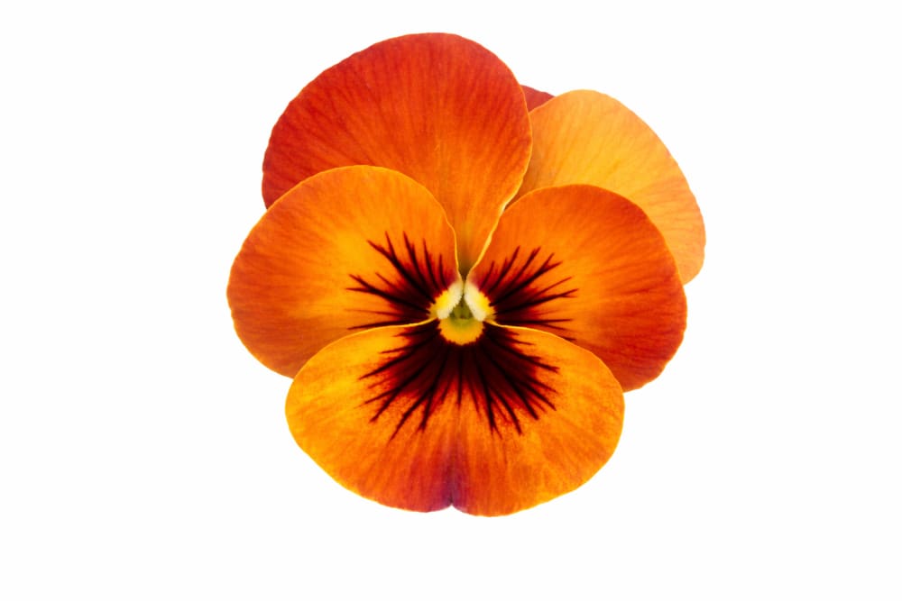 Viola x wittrockiana Pandora Flembè F1 | Pansy - 25 seeds / 15–20 cm / Warm terracotta tones - seeds