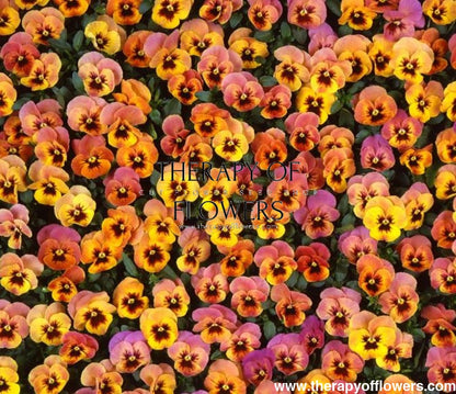 Viola x wittrockiana Pandora Flembè F1 | Pansy therapyofflowers.com