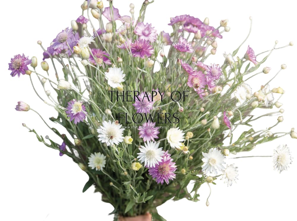 Xeranthemum annuum double Choice Mix | Everlasting Strawflower - Seeds