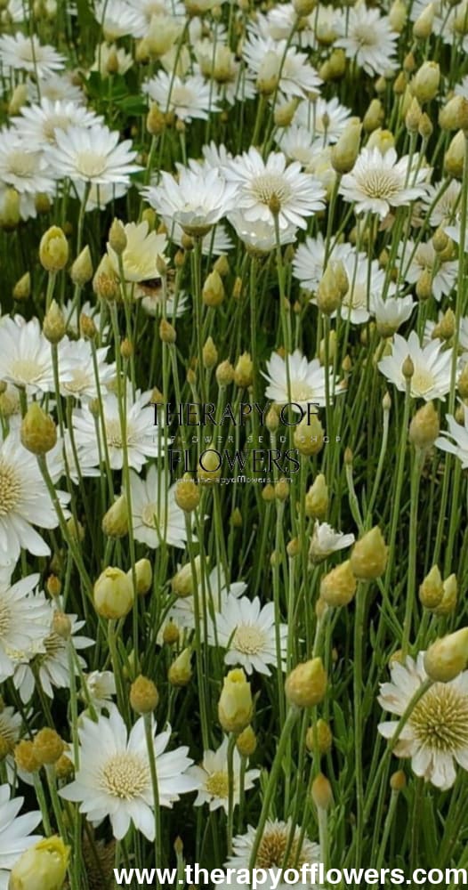 Xeranthemum annuum double Choice Mix | Everlasting Strawflower therapyofflowers.com