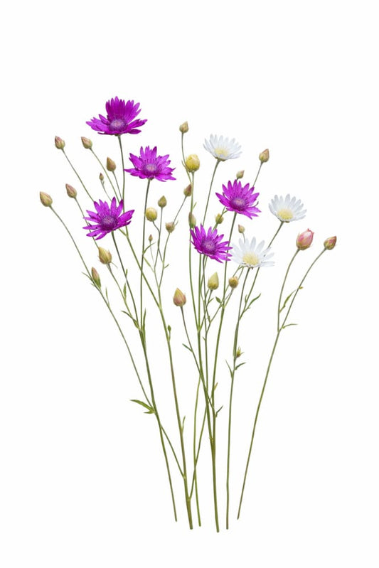 Xeranthemum annuum double Choice Mix | Everlasting Strawflower - 1 gram / Grown as an annual / Colour MIX - Seeds