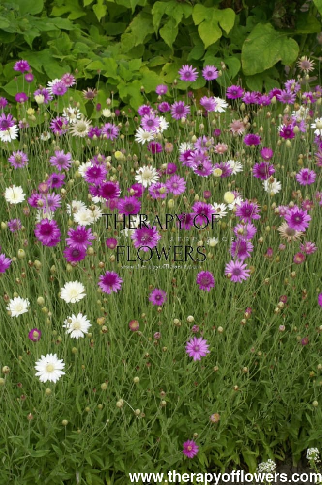 Xeranthemum annuum double Choice Mixed therapyofflowers.com
