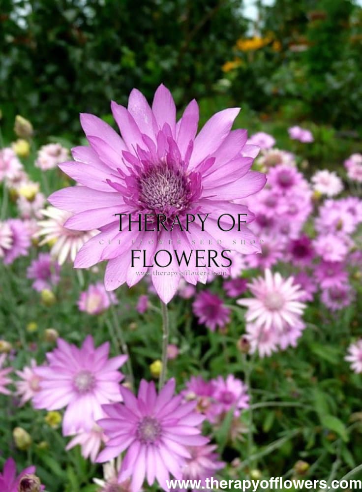 Xeranthemum annuum double Choice Mix | Everlasting Strawflower therapyofflowers.com
