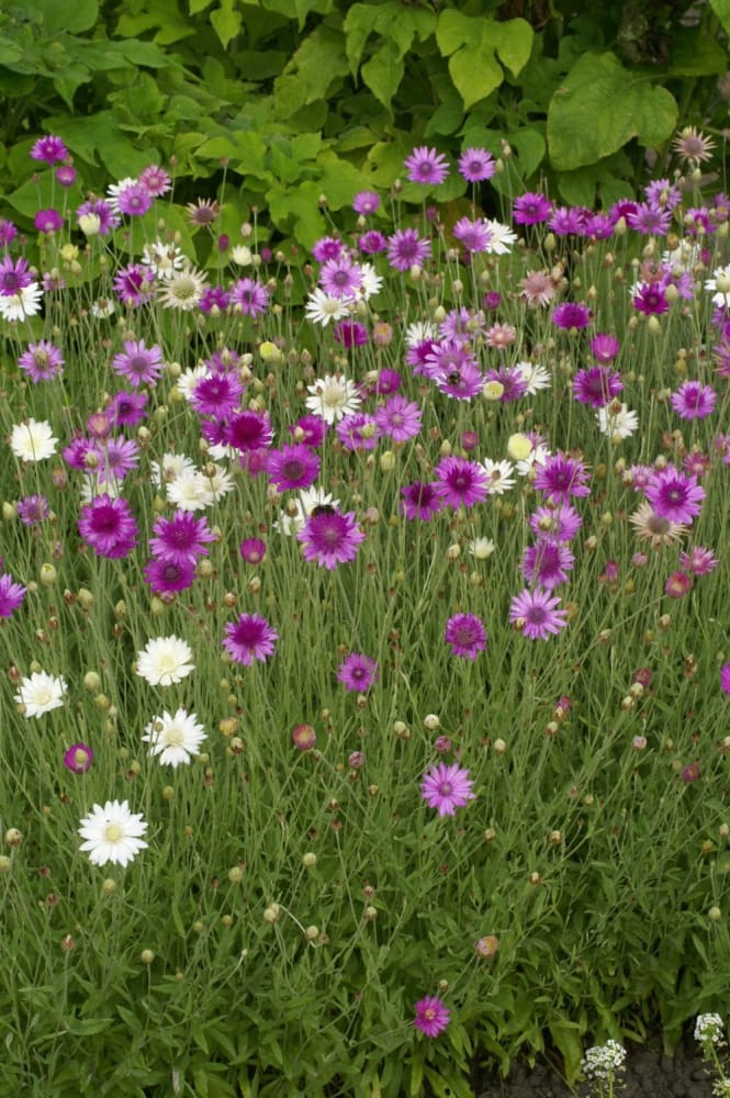 Xeranthemum annuum double Choice Mixed therapyofflowers.com