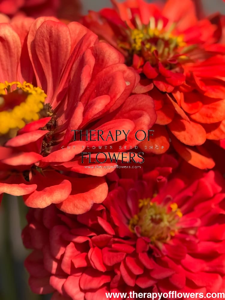 Zinnia elegans Benary's Giant Coral therapyofflowers.com