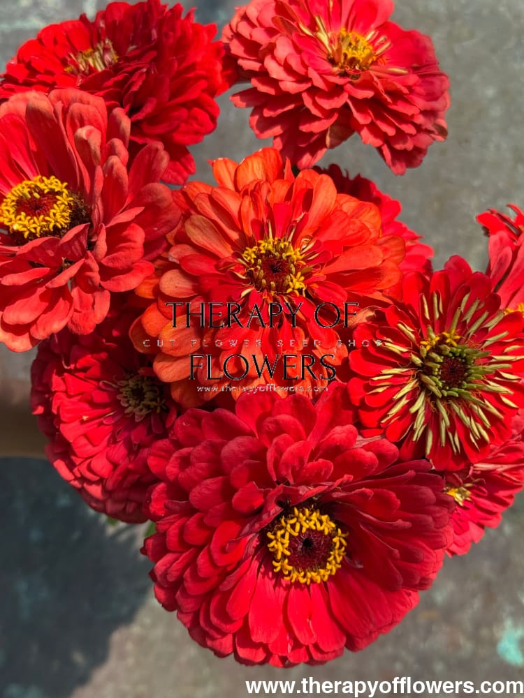 Zinnia elegans Benary's Giant Coral therapyofflowers.com